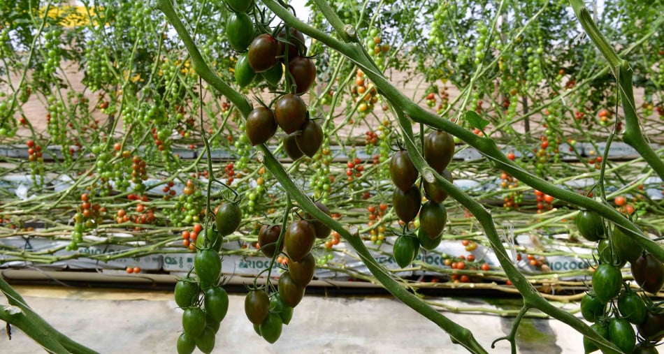 Yanja El Khattat: L'accord agricole amendé Maroc-UE, une victoire diplomatique et économique majeure pour le Royaume