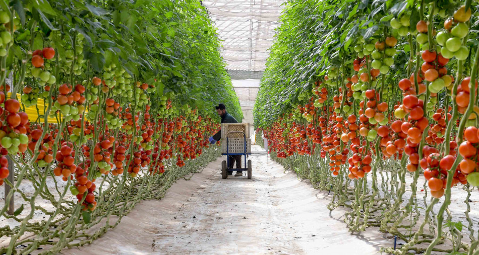 Baitas: "Les prix de tomates connaîtront une baisse dans deux jours"