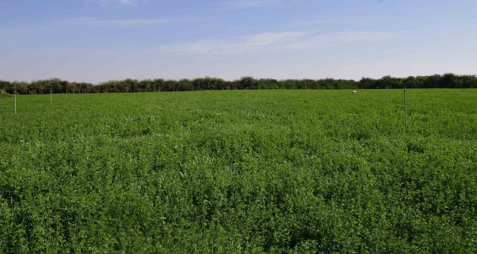 La FAO prolonge sa campagne mondiale contre la légionnaire d’automne