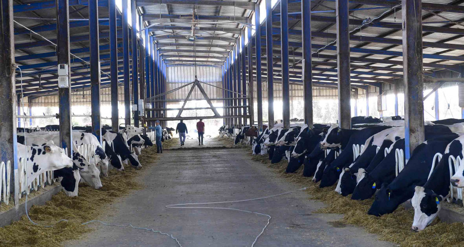 مسؤول برازيلي يكشف نوعية الأبقار التي استوردها المغرب