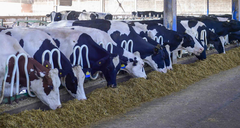 وقف رسم استيراد الأبقار لتعزيز العرض من اللحوم
