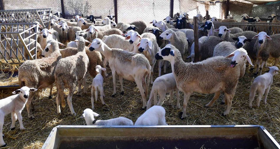 Marrakech-Safi: suivi de la mise en œuvre du programme exceptionnel
