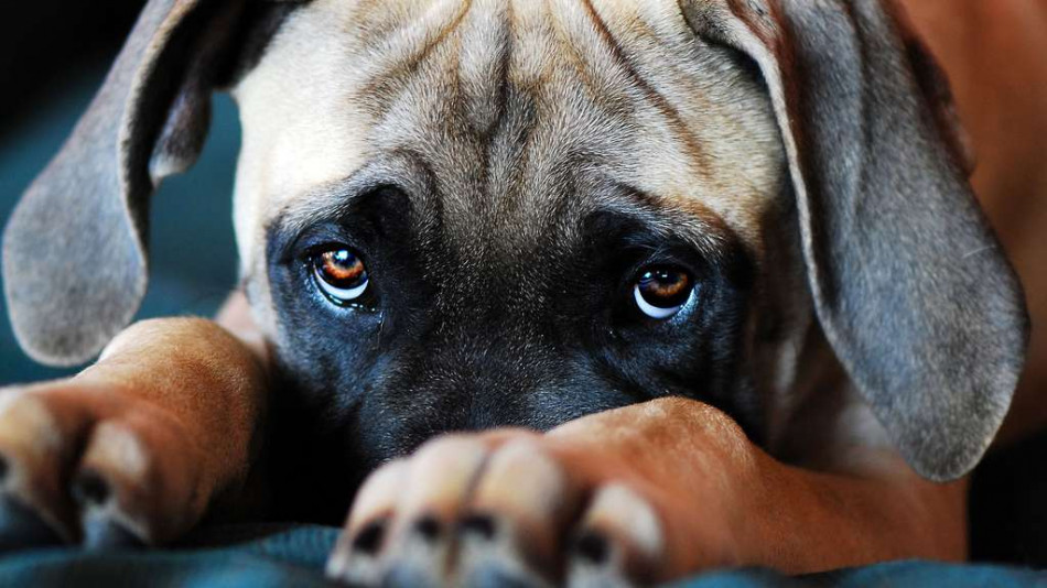دراسة : الكلاب تحزن أيضاً بعد نفوق أقارب لها
