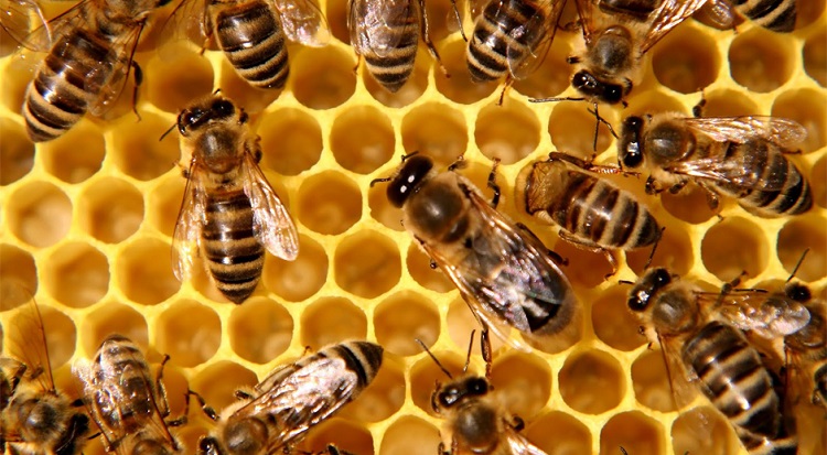 Les abeilles plus résistantes au réchauffement que les bourdons, selon une étude