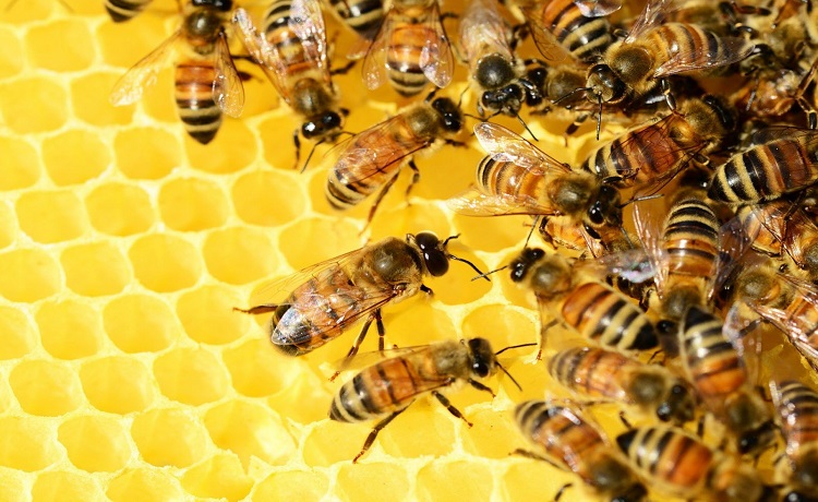 Australie: les abeilles menacées par le parasite Varroa