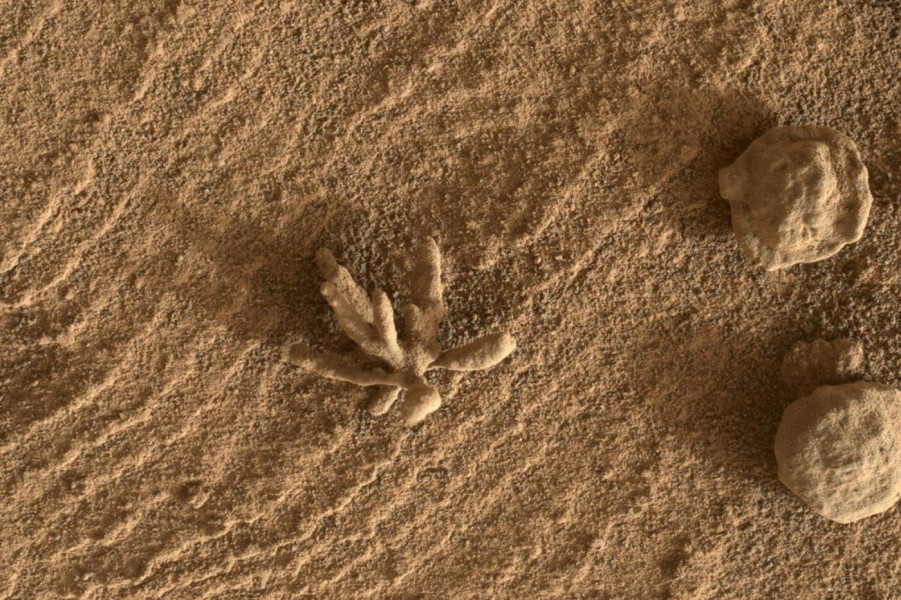 Une fleur exceptionnelle photographiée sur Mars