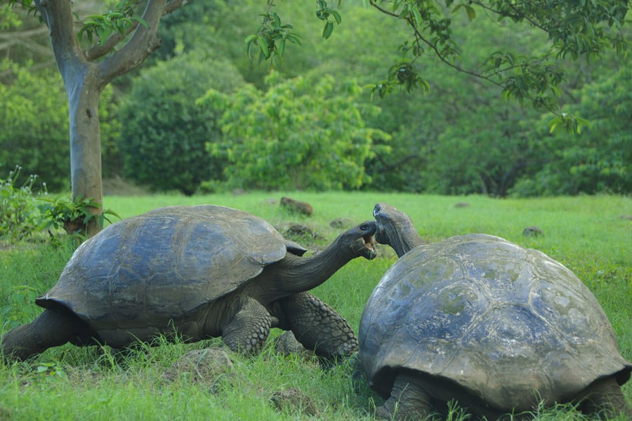 Galapagos: une nouvelle espèce de tortue détectée par ADN