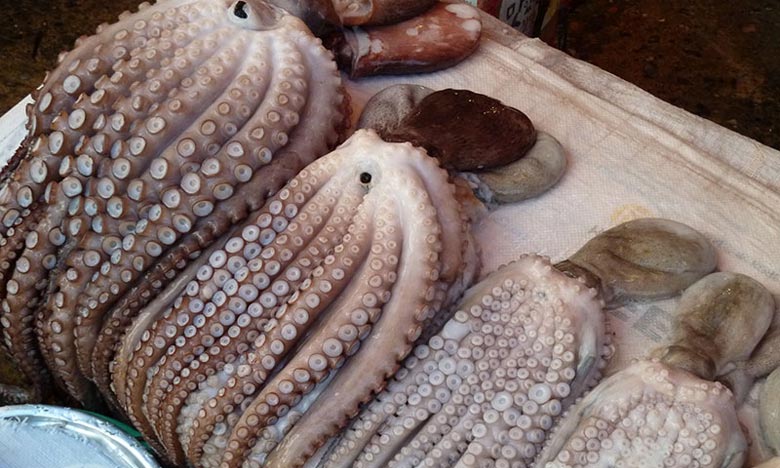Clôture de la campagne de pêche de poulpe: plus de 11.160 T débarqués à Dakhla