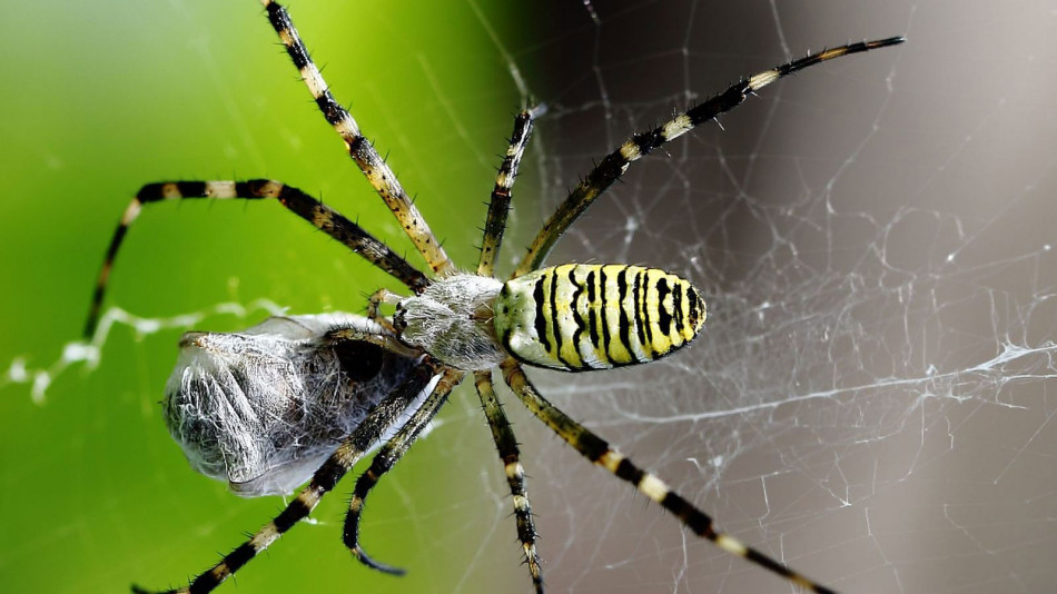 العناكب الذكور تهرب بعد التزاوج لتجنب قتلها وأكلها من قريناتها