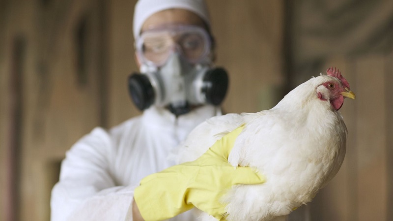 La Chine détecte le premier cas humain de grippe aviaire H3N8