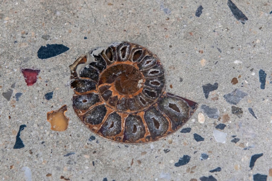 Des fossiles de créatures vivant au temps des dinosaures découverts au coeur de Bangkok