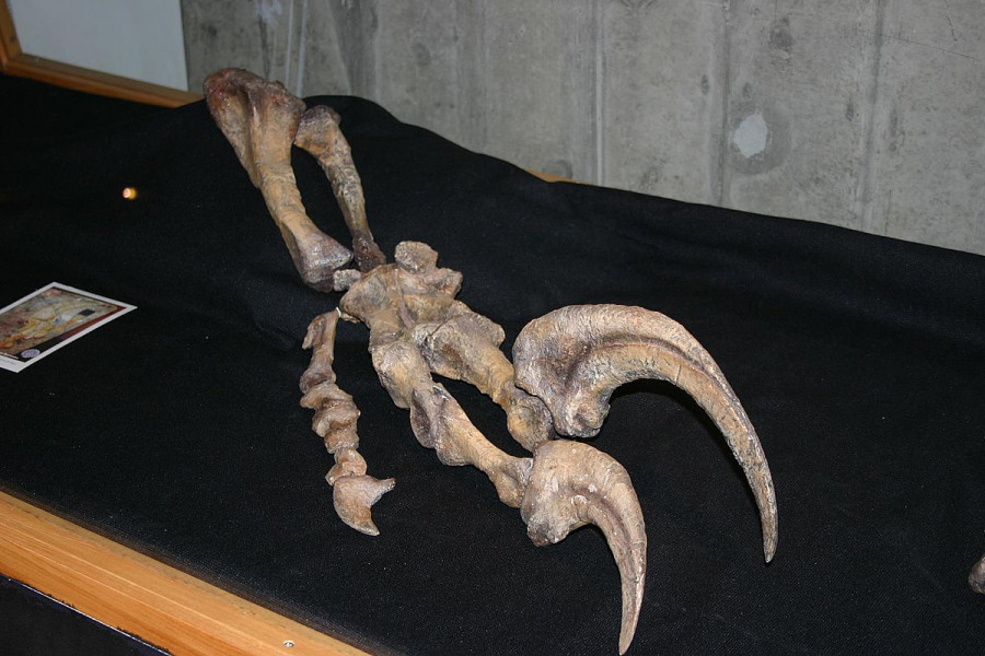 "Ombre de la mort": en Argentine, un dinosaure prédateur livre quelques secrets