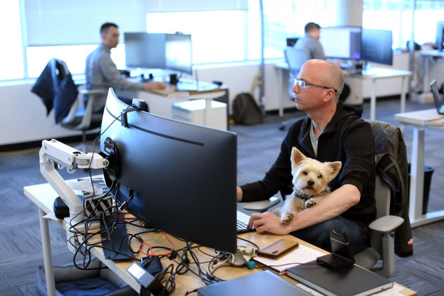 كلاب مع الموظفين في شركات بكندا