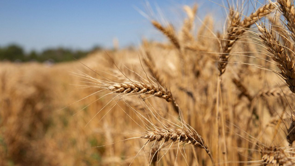 Embargo indien sur les exportations: le prix du blé bat un record