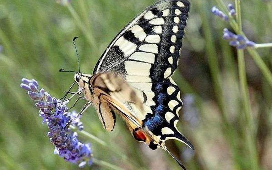 Royaume-Uni: la moitié des papillons menacés ou quasi menaces d'extinction