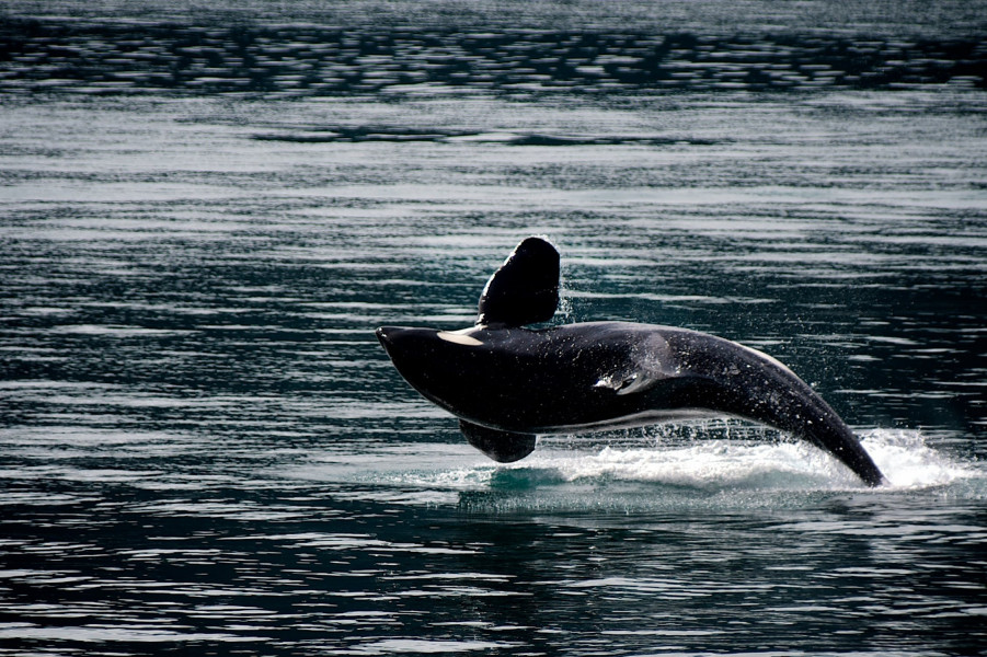 دراسة : براز الحيتان يساهم في مواجهة التغير المناخي