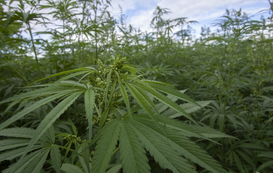 Acteurs locaux: la culture du cannabis à des fins licites a contribué au développement local des régions concernées