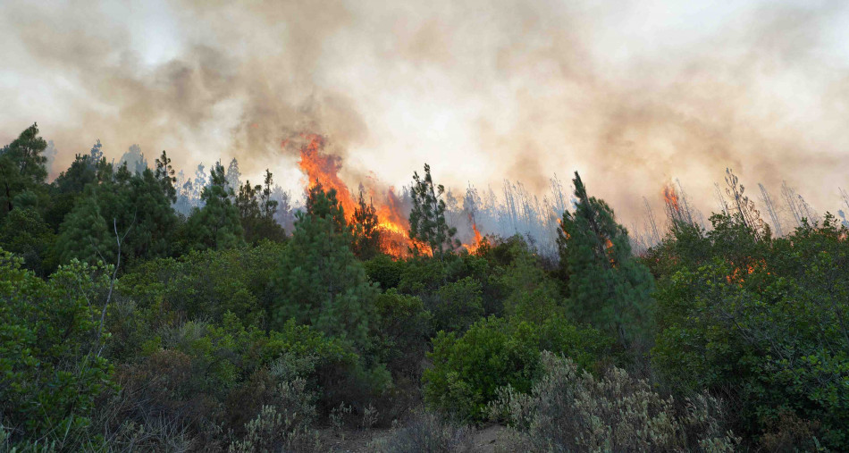 Lutte contre les incendies de forêt: le Maroc adopte une approche préventive