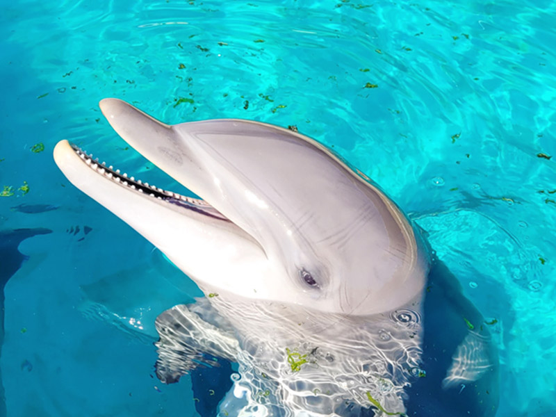 Japon: mise en garde contre un dauphin mordeur
