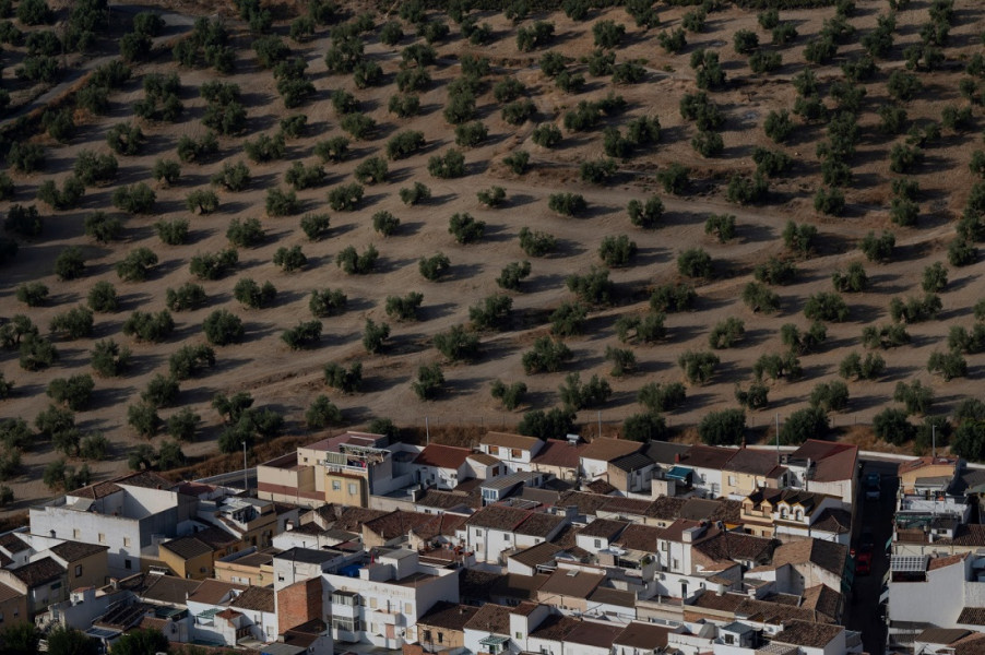 الجفاف يهدد أشجار الزيتون في إسبانيا
