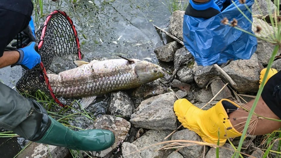 Pollution d'un fleuve à la frontière polono-allemande: Varsovie offre une prime pour trouver l'auteur