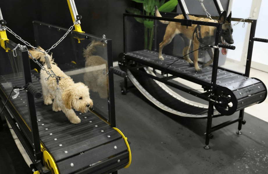 Face aux grosses chaleurs, les chiens ont leur salle de sport à Abou Dhabi 