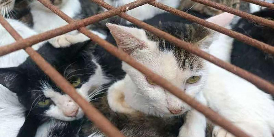 Chine: 150 chats sauvés de la marmite par la police