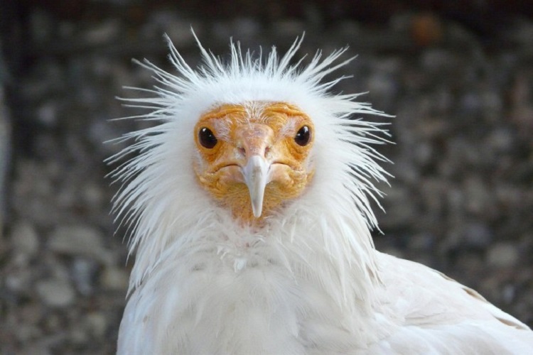 La moitié des espèces d'oiseaux en déclin dans le monde, selon BirdLife
