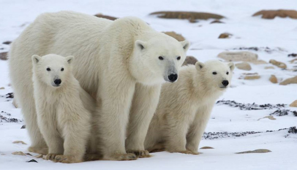 الدببة القطبية تخسر فرائسها وموئلها الجليدي بفعل الاحترار