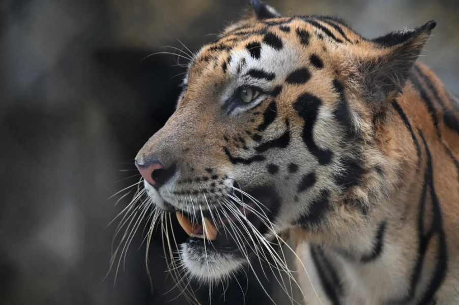Un tigre "mangeur d'hommes" abattu en Inde après avoir tué 9 personnes