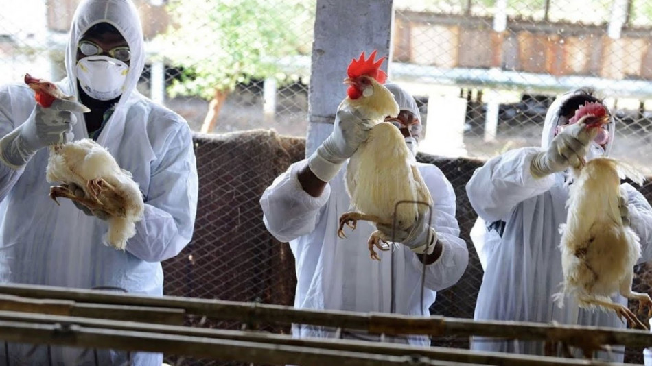 La grippe aviaire en propagation en Europe: le Maroc est-il menacé?