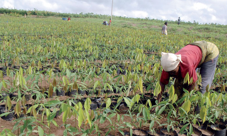 كينيا .. المكتب الشريف للفوسفاط  يطلق برنامجا لفائدة 45 ألف مزارع