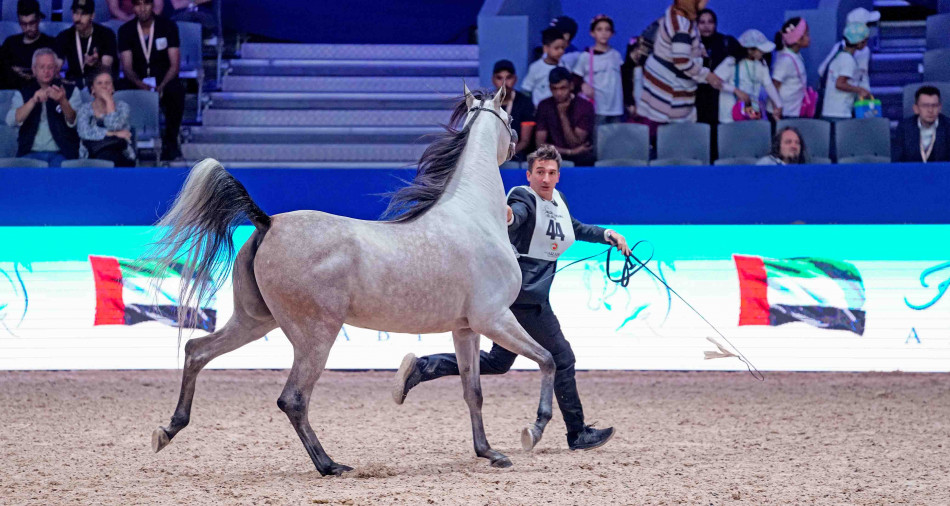  Jeunes Chevaux Barbes et Arabes Barbes Nés et Elevés: et de 7 pour le Championnat du Maroc 