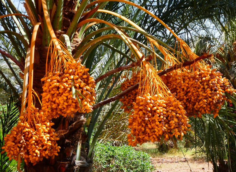 Darâa-Tafilalet: la neige dégrade-elle le rendement des palmiers dattiers?