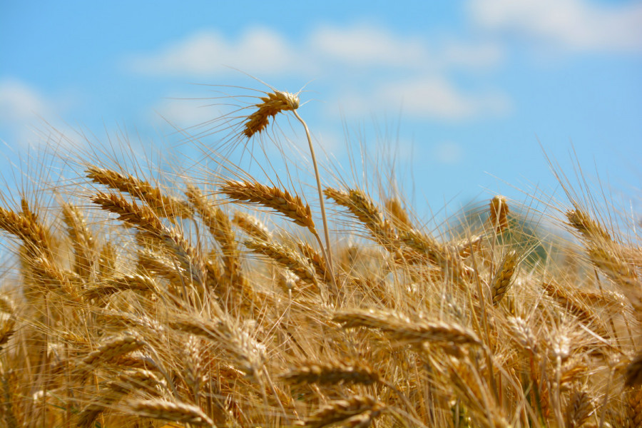 La récolte de céréales en Ukraine va chuter de 40% en 2022 (association)