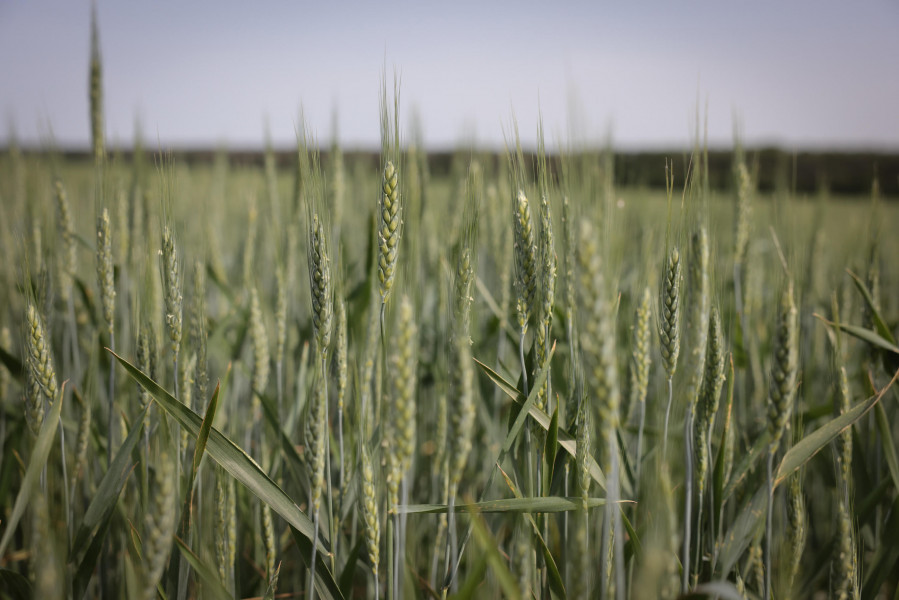 Russie et ONU discutent exportations d'engrais et de céréales