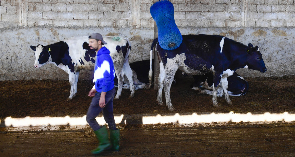 Le gouvernement s'attelle à assurer un approvisionnement normal en lait