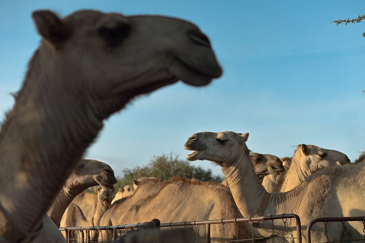  Virus du chameau-Mondial: y-a-t-il péril en la demeure?
