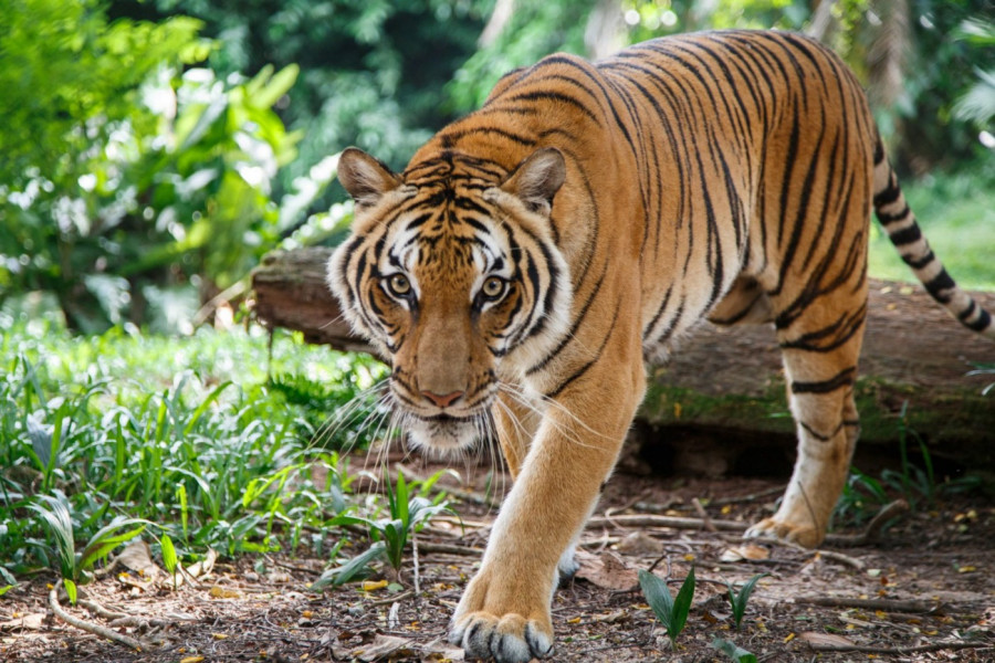 Sheba, la tigresse échappée en Afrique du Sud, abattue