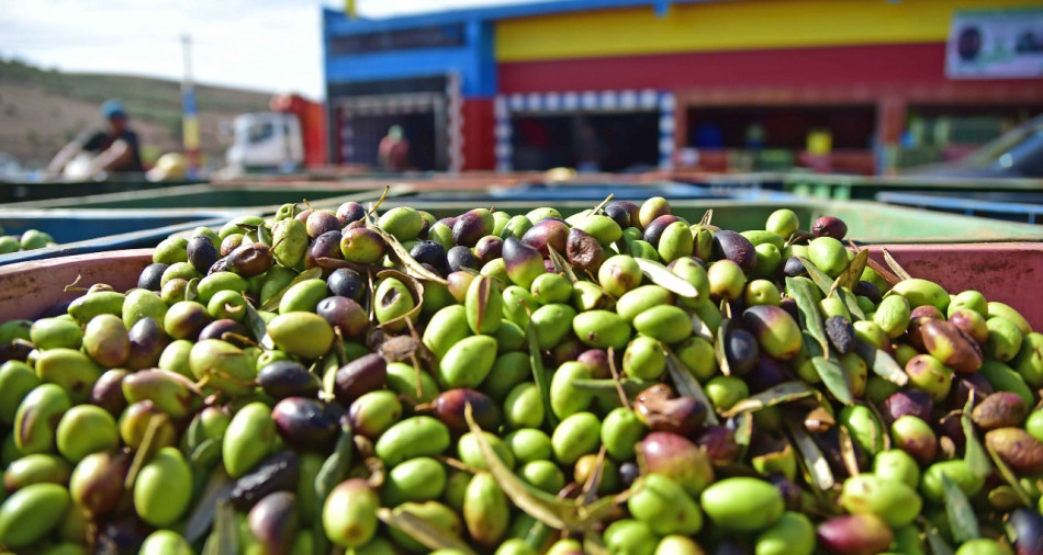Qualité de l'huile d'olive: l'ONSSA serre la vis