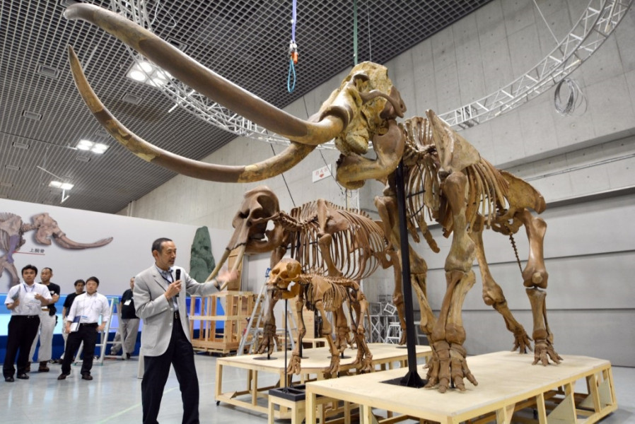 إنسان نياندرتال اصطاد فيلة ضخمة قبل 125 ألف سنة