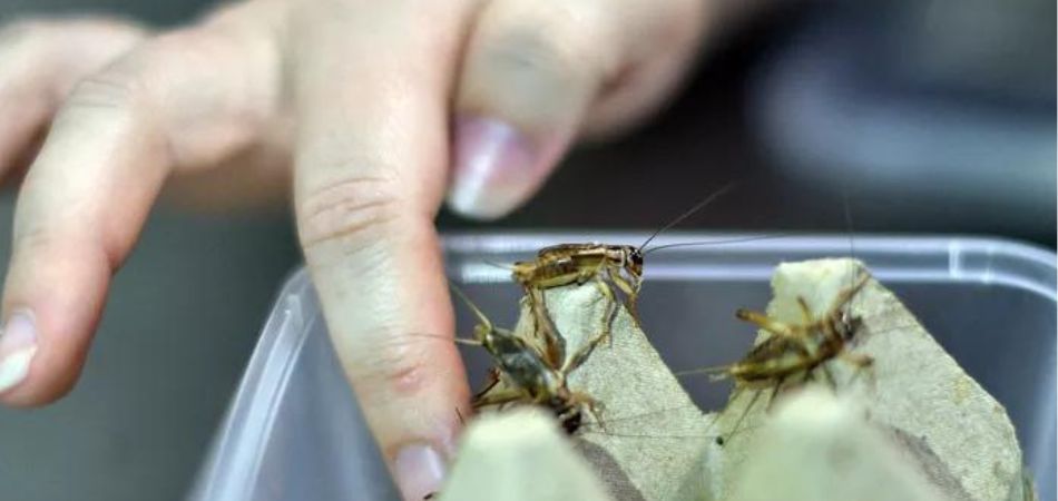 Le Qatar interdit les aliments contenant des insectes