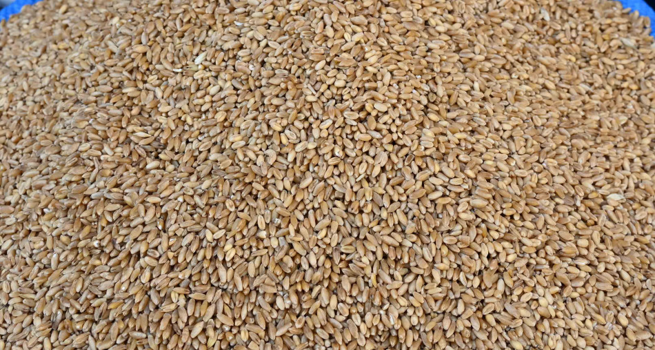 الفاو: توقع محصول قياسي من الحبوب للموسم 2023-2024 