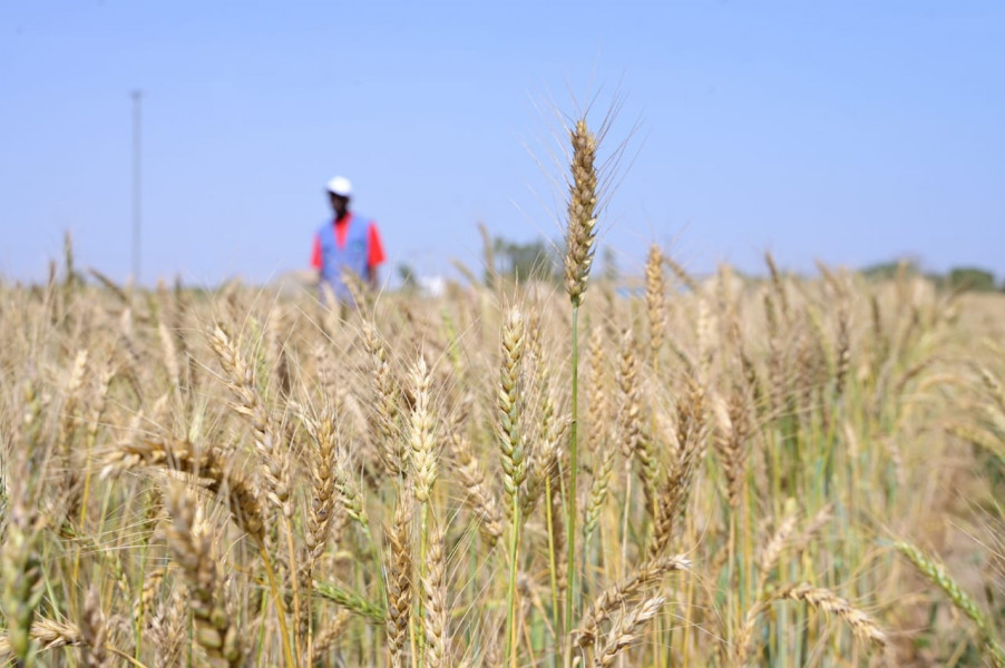 السنغال تحصد القمح وتفتح باب زراعته مستقبلا