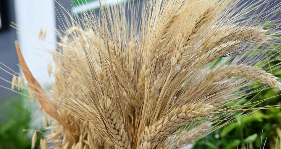 Les dernières précipitations sauveront-elles les cultures de céréales? 