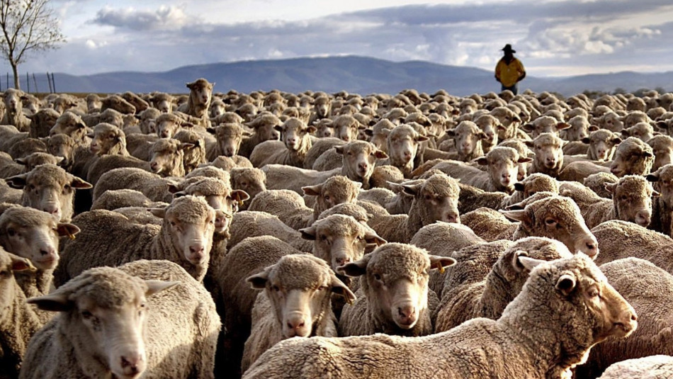 Aïd Al-Adha: La FMAFE répond aux accusations portées contre les importateurs de moutons