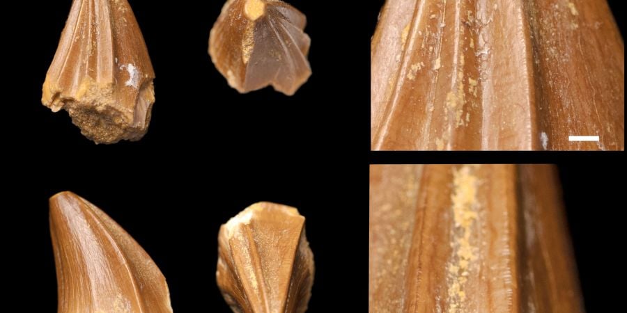 Découverte d'une nouvelle espèce de fossile de Mosasaure au Maroc 