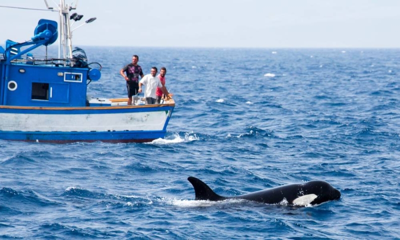 En Méditerranée, des bateaux se font attaquer par des gangs… d’orques!