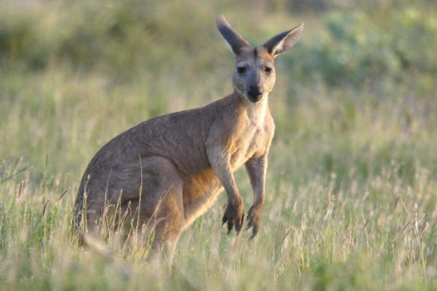 قتل حيوانات الكنغر لحمايتها من الجوع في أستراليا
