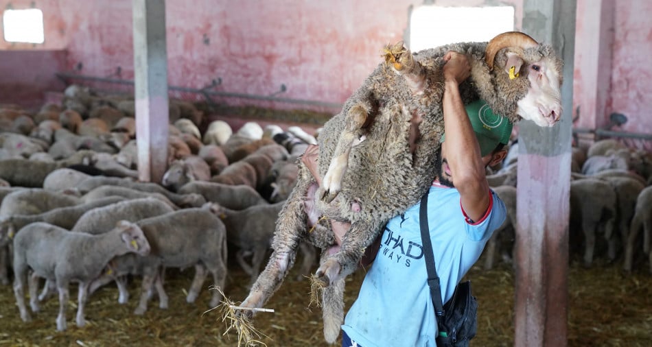 Aïd al-Adha : les familles se tournent vers les moutons importés